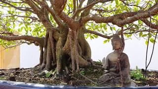 Llueve en la escuela de bonsai Kaeru-En 蛙園