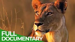 Lions Rule | Episode 1: Death in the Glade | Free Documentary Nature