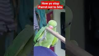 How to stop a parrot not to bite #parrotlover #viral #parrots #mithu #viralshorts
