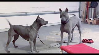 Thai Ridgeback Dog “Yunga” - Champion Stud Male Dog Available for Breeding - USA