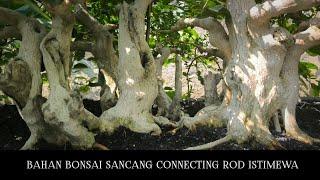 Special Connecting Rod Style Sancang Bonsai Material