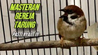 Masteran Burung Gereja Tarung Gacor‼️Pancingan Gereja Macet Agar Bunyi | ​⁠@kicautembak