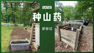 山药种植新尝试--2023种菜#山药种植#种山药