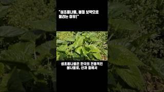  제목 : "섬초롱나물, 봄철 보약으로 불리는 이유!"#건강 #건강상식 #건강정보 #건강한레시피