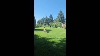 Collie dog herding his kids.  He doesn't have any sheep to herd. #short #collie #animalshorts  #dog