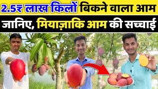 1 आम 2.5 लाख का बिकेगा ? मियाजाकी आम की खेती // miyazaki Aam ki kheti // miyazaki mango