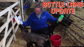 Bottle Lamb Progression and Picking Up New Feeder Lambs