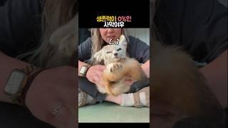 생존력이 0%인 사막여우 #동물 #여우 #사막여우