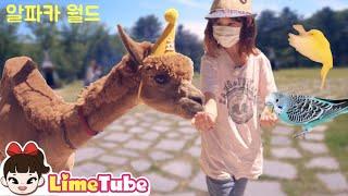 동물 천국 알파카월드에서 동물들과 놀아요! 강원도 홍천 가족여행  LimeTube 라임튜브 family trip play with alpaca