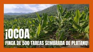 Finca de 500 tareas Sembrada de plátanos en San José de Ocoa