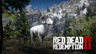 How to Find and Kill The Legendary Bighorn Ram In RDR2