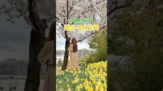 2025.04.13 수선화와 벚꽃티 피어있는 예산 여행지 #국내#국내여행#한국#한국여행#korea#여행#봄#봄여행#수선화