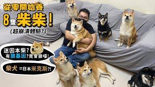 【從零開始養】柴犬!養八隻柴的崩潰體驗?迷因本柴?有狼基因會狼嚎?柴犬是日本米克斯?【許伯簡芝】