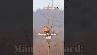 Mäusebussard: Ruf | : Call of a Common Buzzard (Buteo buteo) 