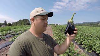 WORKING ON A FAMILY OWNED VEGETABLE FARM  *FUNNY AND EDUCATIONAL*