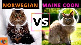 NORWEGIAN FOREST CAT VS MAINE COON CAT (Breed Comparison - Detailed) A Must Watch!