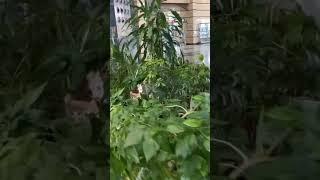 Вокзальная Оранжирея (продолжение