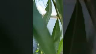 Звуки природы