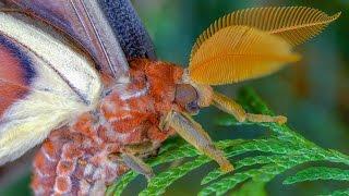 Attacus atlas moth development - Atlasspinner Motte Entwicklung - FHD