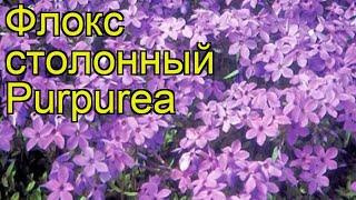 Флокс столонный Пурпурный. Краткий обзор, описание характеристик, где купить саженцы