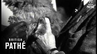 Pet Shop (1946)
