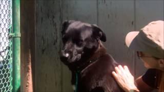 Pepper for Adoption!