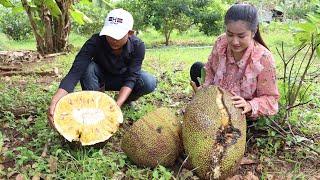 Harvest ripe jackfruit from backyard and cooking - yummy pork intestine - Amazing Cooking Skills