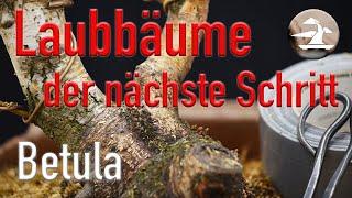 Birke im Aufbau und Erstgestaltung des Baumes