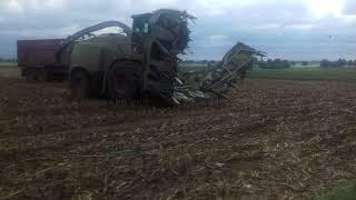 Claas Jaguar 950 mit 598 Ps und 12 Reihigen Orbis 900 Maisvorsatz Lohnunternehmen Jessen!