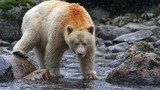 Spirit bear / Kermode bear catching and eating salmon