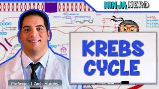 Metabolism | The Krebs Cycle