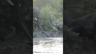 Elephants' Joyful Water Play in African Summer