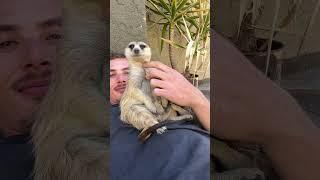 Rescue meerkats having a lazy sunday #animalshorts #cute #cuteanimals #animallover #animals