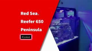 Red Sea Reefer 650 Peninsula Tank tour and update.  Look at the sump equipment and filtration