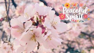 Peaceful Spirit️Original Healing Music&Photos #japan #purification #瀬織津姫 #nature #432hz #shrine