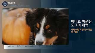 버니즈 마운틴 도그의 매력 #댕댕백과 #강아지 #미네르바 #AI #인공지능