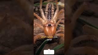 وثائقي عنكبوت الجمل.. #voiceover #التعليق_الصوتي #اكسبلور  #معلومات #تعليق_صوتي