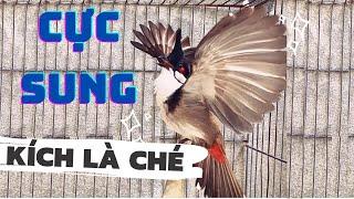 Luyện chào mào hót sáng, QUÁ HAY - CHÉ KÍCH BỔI CĂNG ĐÉT, luyện chào mào hót căng lửa, chao mao