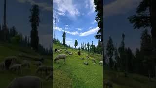 Sonmarg Beauty | Best places in Kashmir | Crown of India | JK tourism | thehighbeast ️