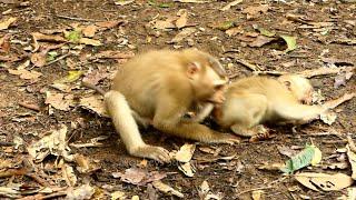 N0!RriPp..! wonderful! Video Monkeys l Mix Video Ashley & baby RB I Lovely Monkeys #EpisodE205