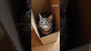 Guess what happens next? Do you like me? - #139
