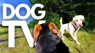 GoPro DogTV | Your Dog’s 10hr Calming Virtual Walk in Tranquil Nature  Dog POV