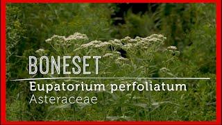 Meet BONESET: Powerful IMMUNE BOOSTING Wildflower (video lesson)