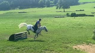 Poney à vendre - Poney Connemara 9 ans - Vidéo 2 - equirodi.com