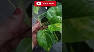 .How to Grow and Care for Money Plants (Pothos) | Gardening Tips#shorts #TGMGardening#moneyplant