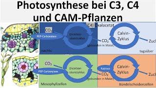 C3, C4 und CAM-Pflanzen im Vergleich - Varianten der Photosynthese [Biologie, Oberstufe]