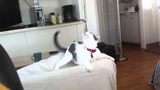Crazy Cat