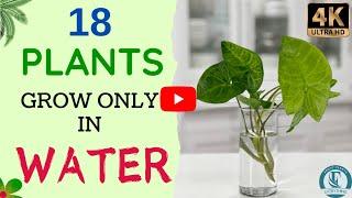 18 Indoor Plants That Can Grow In Water | Indoor Plants No Need Soil | Indoor Water Garden.