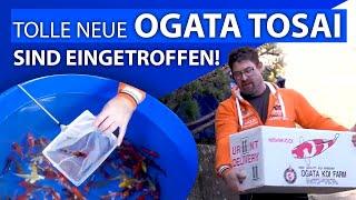 Tolle neue Ogata Tosai sind in Schinznach angekommen!