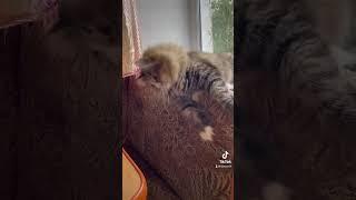 Сонік